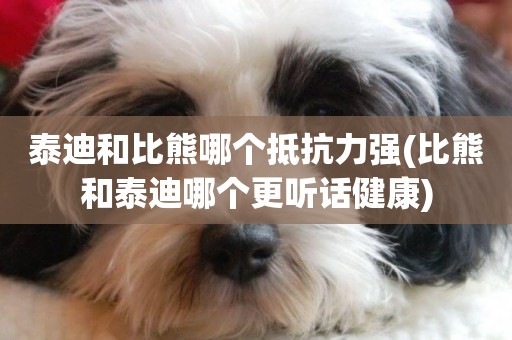泰迪和比熊哪個抵抗力強(比熊和泰迪哪個更聽話健康)