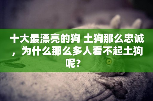 十大最漂亮的狗 土狗那么忠誠，為什么那么多人看不起土狗呢？ 