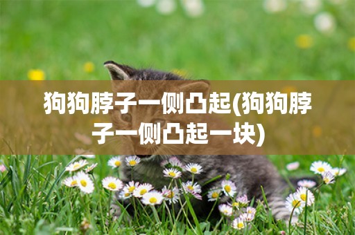 狗狗脖子一側凸起(狗狗脖子一側凸起一塊)