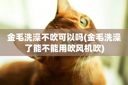 金毛洗澡不吹可以嗎(金毛洗澡了能不能用吹風機吹)
