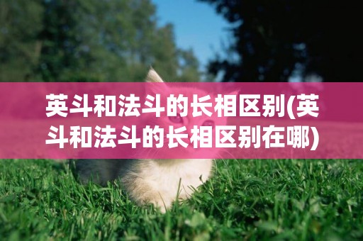 英斗和法斗的長相區別(英斗和法斗的長相區別在哪)