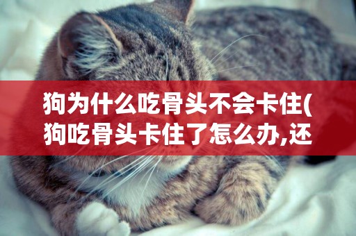 狗為什么吃骨頭不會卡住(狗吃骨頭卡住了怎么辦,還不吃東西)