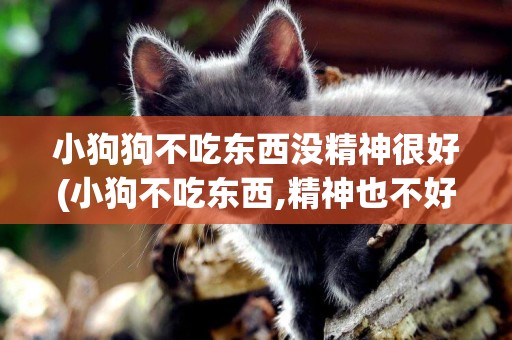 小狗狗不吃東西沒精神很好(小狗不吃東西,精神也不好,怎么回事)