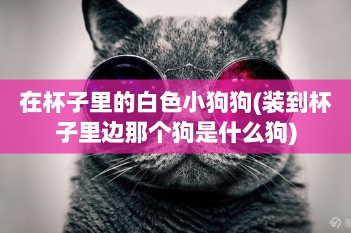 在杯子里的白色小狗狗(裝到杯子里邊那個狗是什么狗)
