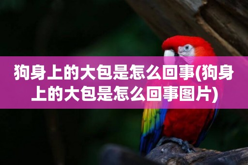 狗身上的大包是怎么回事(狗身上的大包是怎么回事圖片)