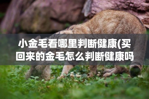 小金毛看哪里判斷健康(買回來的金毛怎么判斷健康嗎)