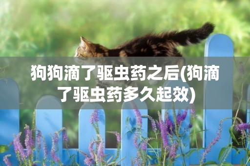 狗狗滴了驅蟲藥之后(狗滴了驅蟲藥多久起效)