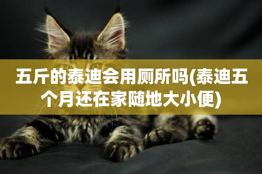 五斤的泰迪會用廁所嗎(泰迪五個月還在家隨地大小便)
