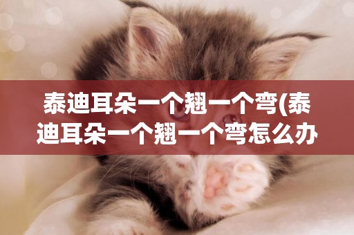 泰迪耳朵一個翹一個彎(泰迪耳朵一個翹一個彎怎么辦)