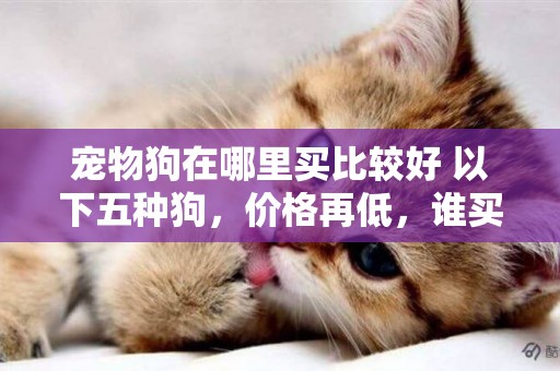 寵物狗在哪里買比較好 以下五種狗，價格再低，誰買了誰后悔，不信 