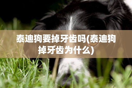 泰迪狗要掉牙齒嗎(泰迪狗掉牙齒為什么)