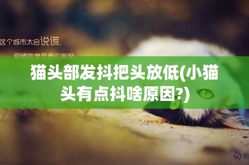 貓頭部發抖把頭放低(小貓頭有點抖啥原因?)