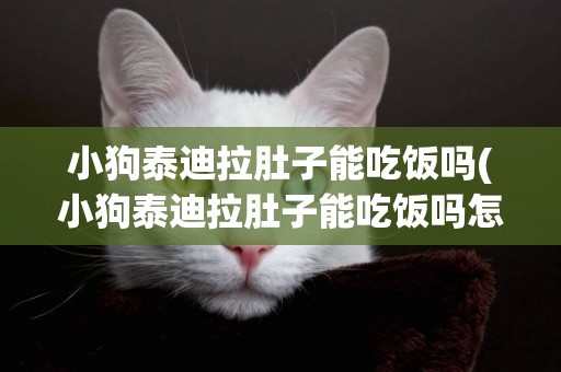 小狗泰迪拉肚子能吃飯嗎(小狗泰迪拉肚子能吃飯嗎怎么喂)