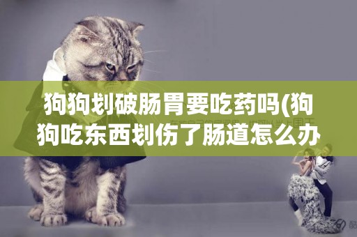 狗狗劃破腸胃要吃藥嗎(狗狗吃東西劃傷了腸道怎么辦)