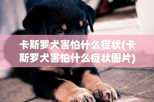 卡斯羅犬害怕什么癥狀(卡斯羅犬害怕什么癥狀圖片)