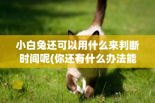 小白兔還可以用什么來判斷時間呢(你還有什么辦法能讓小白兔知道時間呢)