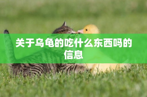 關于烏龜的吃什么東西嗎的信息