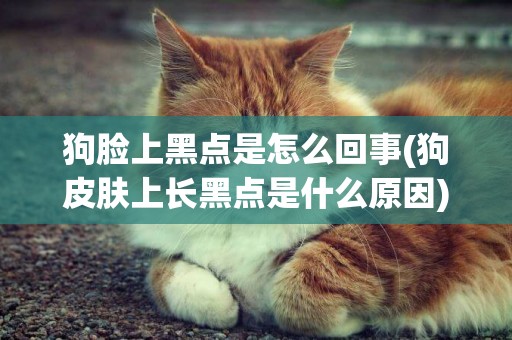 狗臉上黑點是怎么回事(狗皮膚上長黑點是什么原因)