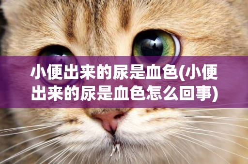 小便出來的尿是血色(小便出來的尿是血色怎么回事)