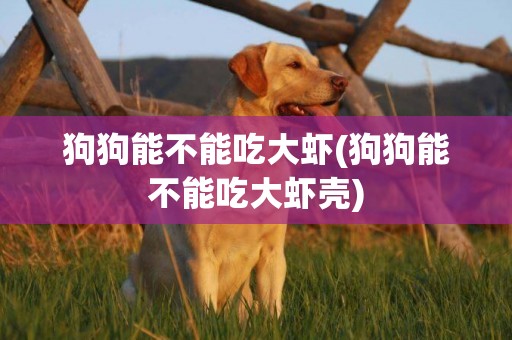狗狗能不能吃大蝦(狗狗能不能吃大蝦殼)