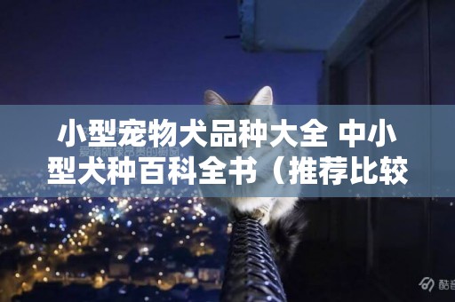 小型寵物犬品種大全 中小型犬種百科全書（推薦比較溫順適合家養的中型犬） 