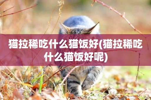 貓拉稀吃什么貓飯好(貓拉稀吃什么貓飯好呢)