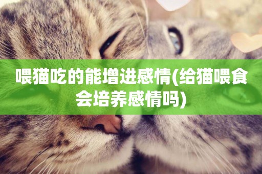 喂貓吃的能增進感情(給貓喂食會培養感情嗎)