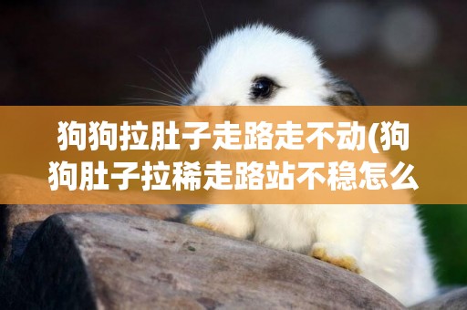 狗狗拉肚子走路走不動(狗狗肚子拉稀走路站不穩怎么辦)