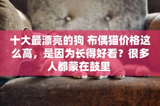 十大最漂亮的狗 布偶貓價格這么高，是因為長得好看？很多人都蒙在鼓里 
