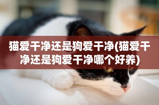 貓愛干凈還是狗愛干凈(貓愛干凈還是狗愛干凈哪個好養)