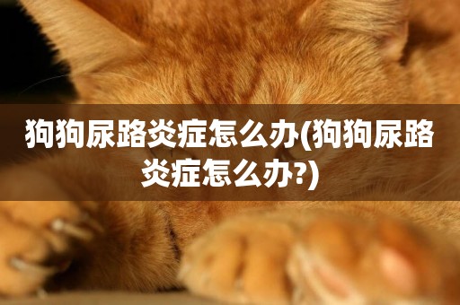 狗狗尿路炎癥怎么辦(狗狗尿路炎癥怎么辦?)