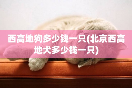 西高地狗多少錢一只(北京西高地犬多少錢一只)