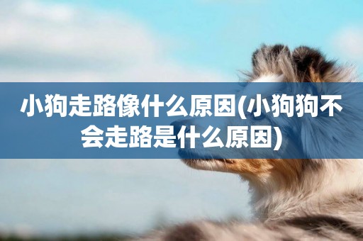 小狗走路像什么原因(小狗狗不會走路是什么原因)