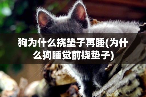 狗為什么撓墊子再睡(為什么狗睡覺前撓墊子)