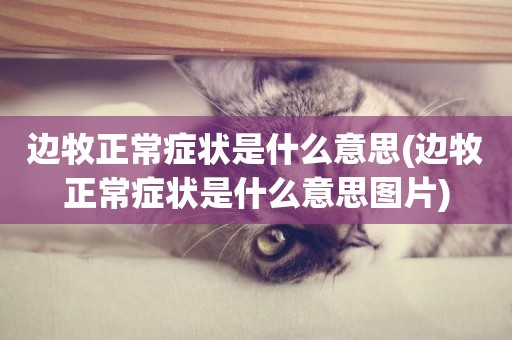 邊牧正常癥狀是什么意思(邊牧正常癥狀是什么意思圖片)