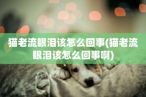 貓老流眼淚該怎么回事(貓老流眼淚該怎么回事啊)