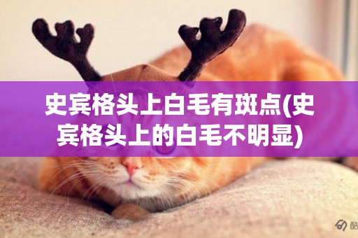 史賓格頭上白毛有斑點(史賓格頭上的白毛不明顯)