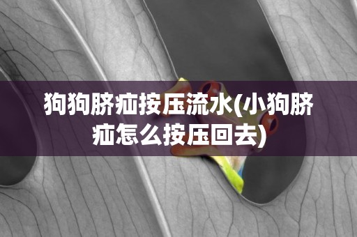 狗狗臍疝按壓流水(小狗臍疝怎么按壓回去)