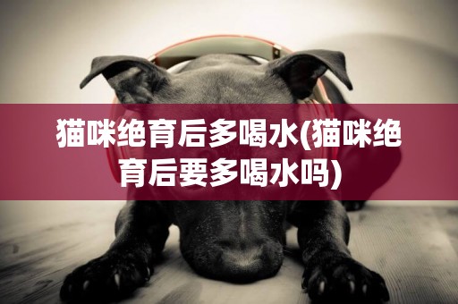 貓咪絕育后多喝水(貓咪絕育后要多喝水嗎)