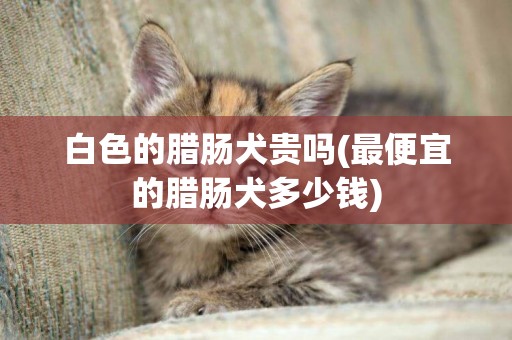 白色的臘腸犬貴嗎(最便宜的臘腸犬多少錢)