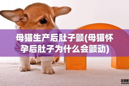 母貓生產后肚子顫(母貓懷孕后肚子為什么會顫動)