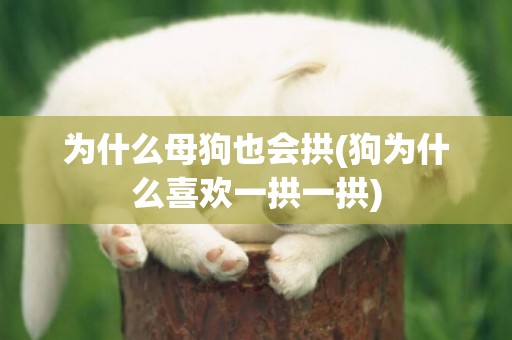 為什么母狗也會拱(狗為什么喜歡一拱一拱)