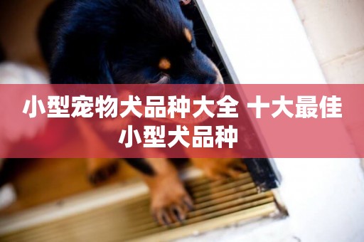 小型寵物犬品種大全 十大最佳小型犬品種 
