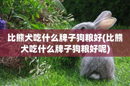 比熊犬吃什么牌子狗糧好(比熊犬吃什么牌子狗糧好呢)