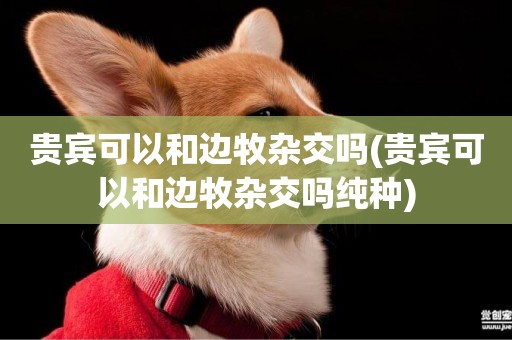 貴賓可以和邊牧雜交嗎(貴賓可以和邊牧雜交嗎純種)