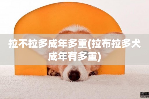 拉不拉多成年多重(拉布拉多犬成年有多重)