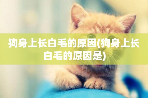 狗身上長白毛的原因(狗身上長白毛的原因是)