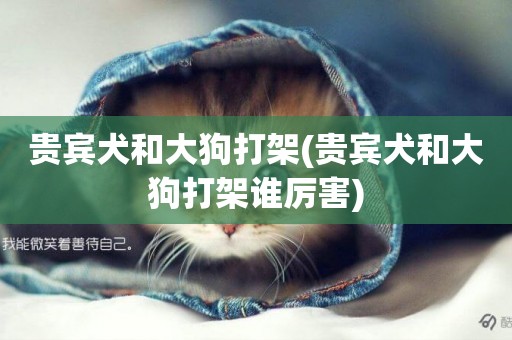 貴賓犬和大狗打架(貴賓犬和大狗打架誰厲害)
