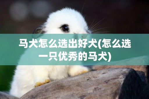 馬犬怎么選出好犬(怎么選一只優秀的馬犬)