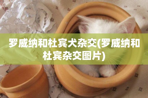 羅威納和杜賓犬雜交(羅威納和杜賓雜交圖片)